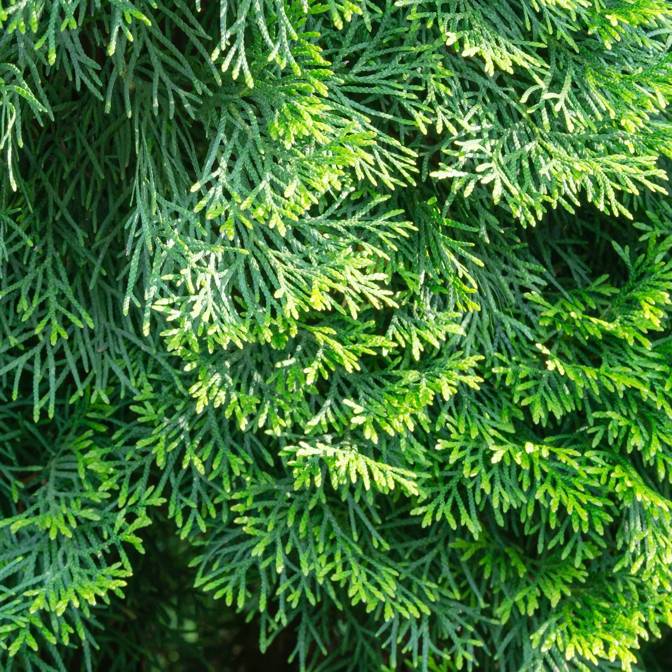 Dark Green Aborvitae