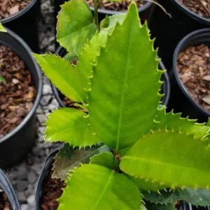 Liberty Holly Shrub