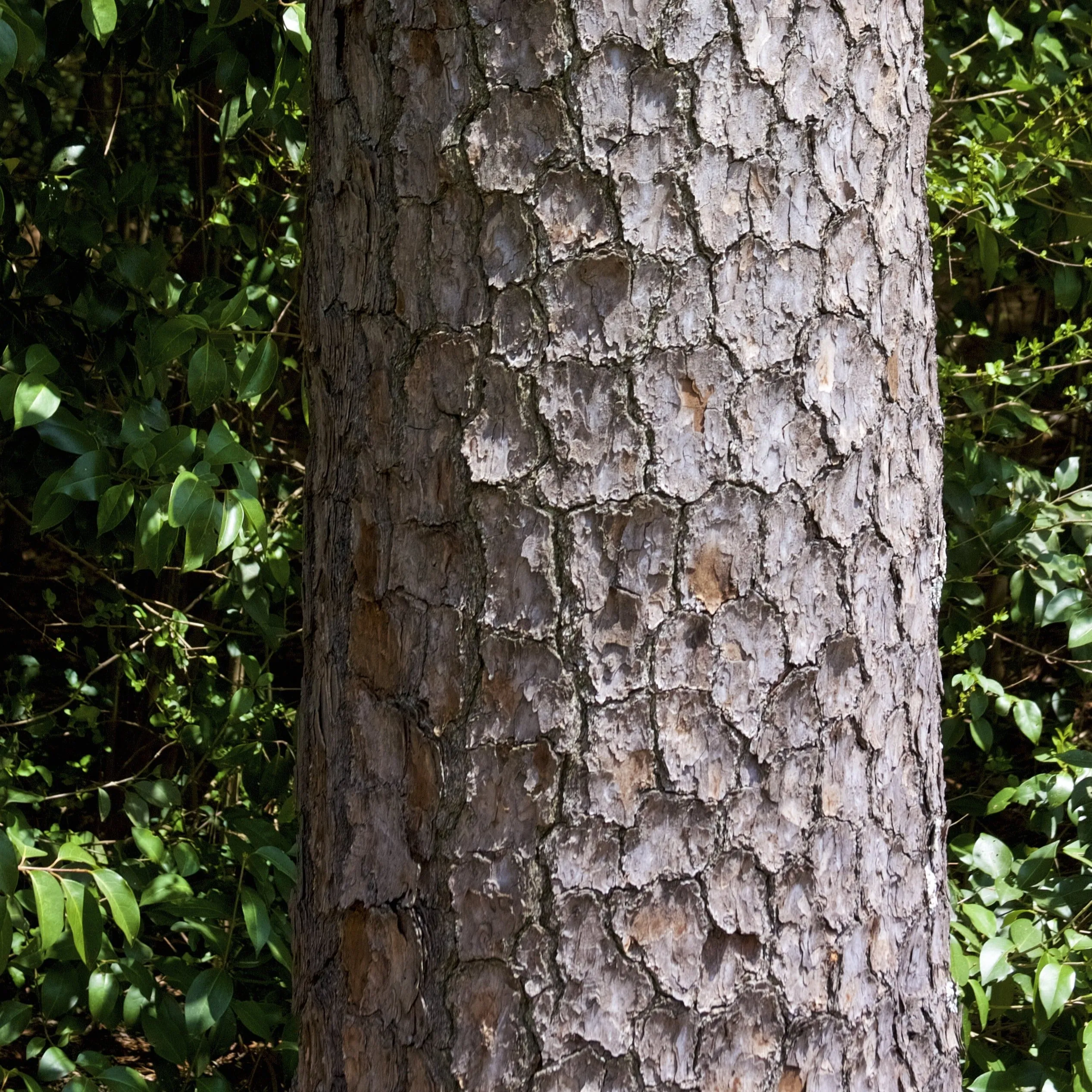 Loblolly Pine Tree
