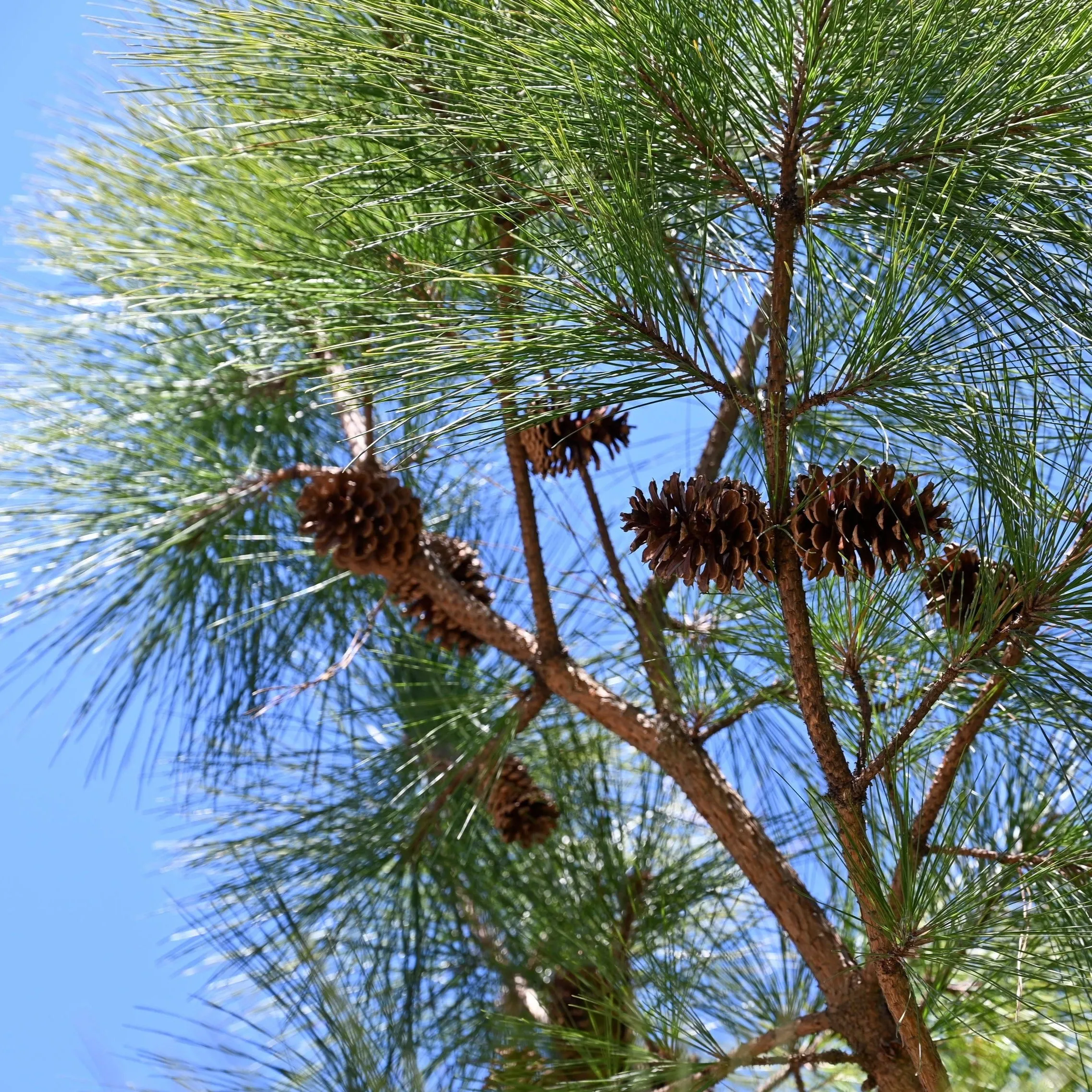 Loblolly Pine Tree