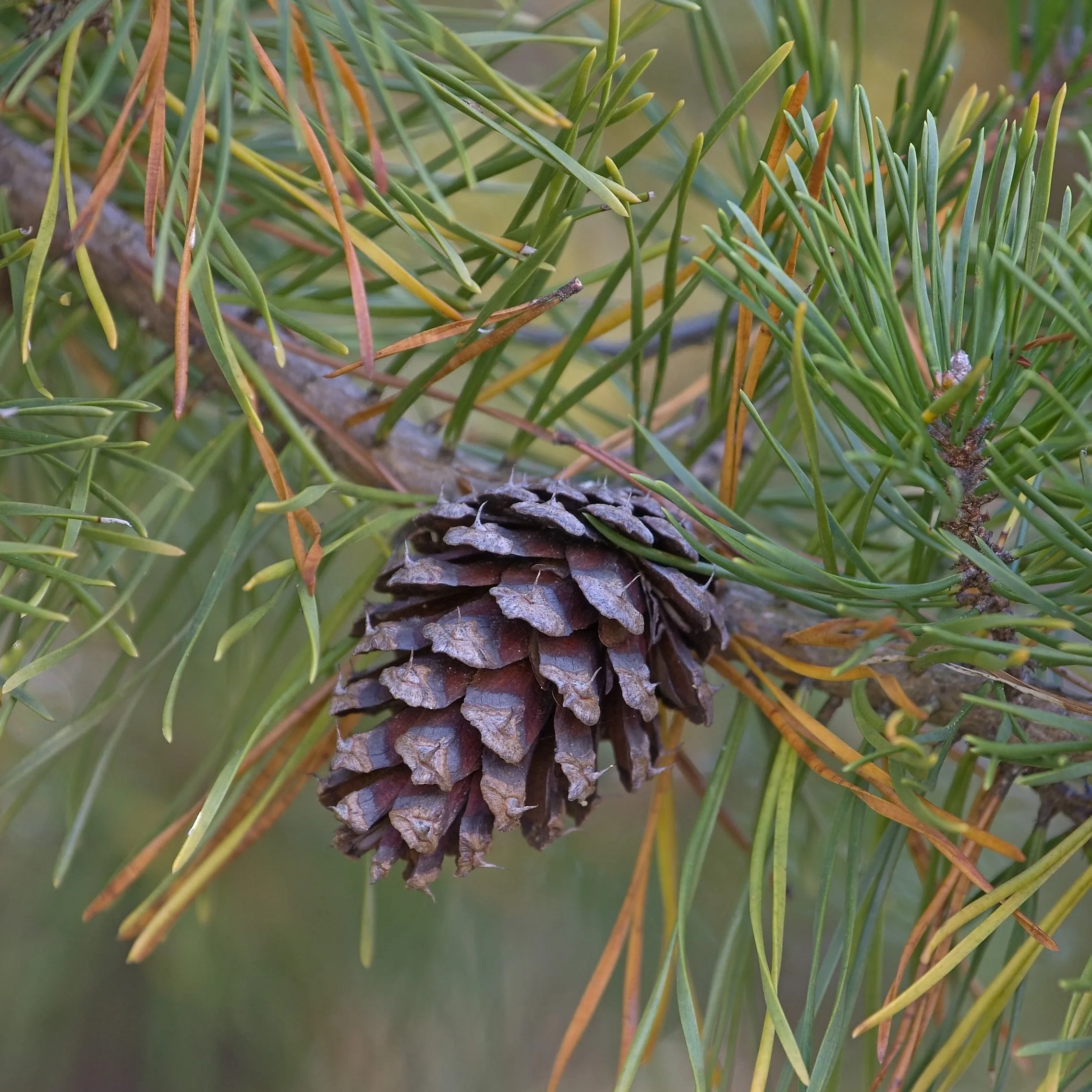 Loblolly Pine Tree