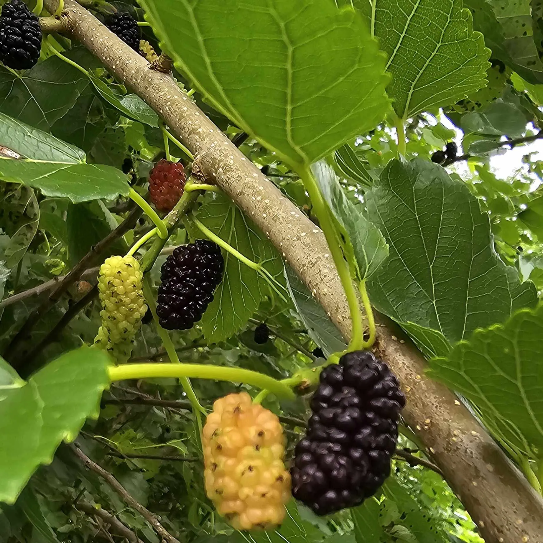 White Mulberry Tree