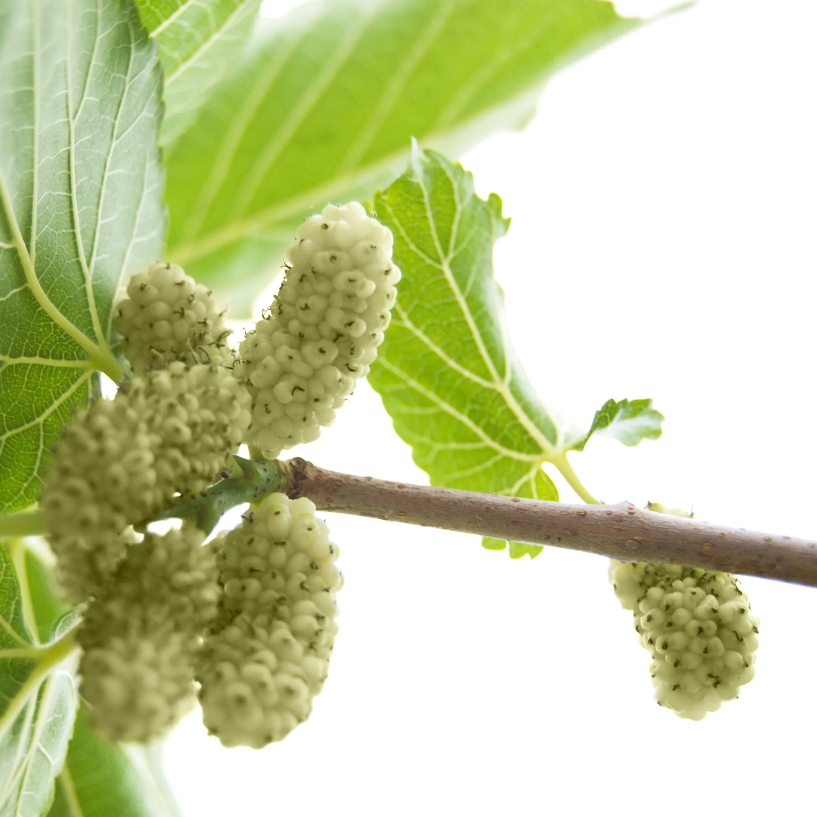 White Mulberry Tree