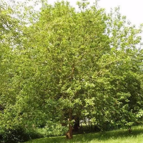 White Mulberry Tree